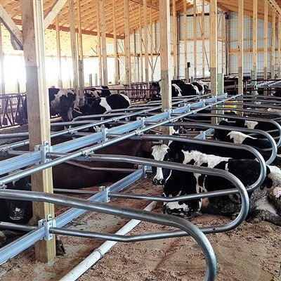 गाय मुक्त स्टालों के आर्थिक लाभ: उत्पादन प्रदर्शन और दीर्घकालिक रिटर्न में वृ...